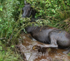 Foto: Das Pferd in seiner mißlichen Lage - Fotograf: Sönke Eriksen