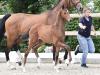 Foto: Sea Cloud v. My Blue Horse Santiano - Krack C - Aljano - Fotograf: Old Art 