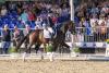 Foto: Der Bundeschampion Segantini unter Jessica Lynn Thomas/SWE - Fotograf: www.Equitaris.de / Tanja Becker