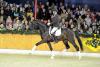 Foto: Sensation unter Lukas Fischer - Fotograf: Sabine Wegener/Equitaris