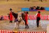 Foto: 2024 entführte der Ponyhof Johannsen eine vollbesetzte Holstenhalle in die bunte und aufregende Welt des Zirkus. “Ohne Netz und doppelten Boden” gewann die Jury-Wertung - Fotograf: sportfotos-lafrentz.de