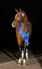 Foto: Der OS-Siegerhengst v. Catoki - Balou du Rouet - Fotograf: Gr. Feldhaus