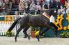 Foto: Sir Sansibar von Millennium ist der Siegerhengst des Trakehner Hengstmarktes 2014. Für 300.000 Euro wurde er nach Österreich verkauft. - Fotograf: Stefan Lafrentz