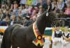 Foto: Kostbarer Siegerhengst Sir Sansibar – für 300.000 Euro wurde der Trakehner Hengst nach Österreich verkauft. - Fotograf: Stefan Lafrentz