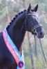 Foto: Der Siegerhengst Splendid v. San Amour I - Dream Boy - Fotograf: LL-Foto
