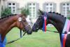 Foto: Die Siegerstuten der Oldenburger Elite-Stutenschau 2019: Con Sugar v. Solitair (links) und Heideromanze v. For Romance I (rechts) - Fotograf: LL-Foto