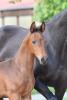Foto: Fohlen von So Perfect - Dancier - Fotograf: Reich 