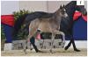 Foto: Der Bruder des Grand Prix-Siegers Gut Wettlkam's Stand by me OLD: Starboy v. San Amour I - De Niro - Ponticello xx - Fotograf: OLD Art