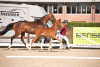 Foto: Ein Stutfohlen mit Namen Supernova trägt die Katalognummer 4 bei der Holsteiner Auktion im Rahmen des Deutschen Spring-Derbys. Es stammt ab von United Way, dessen Mutter Carassina einst selbst im Hamburger Derby-Park den schwersten Parcours der Welt gewann - Fotograf: Janne Bugtrup