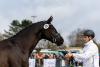 Foto: Erster Auftritt der jungen Hengste bei der Trakehner Körung in Neumünster: Vertrauensvoll konzentriert sich der Köranwärter auf seinen Vorführer, der ihn für den Trakehner Hengstmarkt sorgsam vorbereitet hat - Fotograf: Stefan Lafrentz