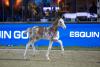 Foto: Eyecatcher für 52.000€ - Fotograf: Reitsport-Hellmann