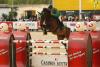 Foto: Staatsmeister Thomas Frühmann und The Sixth Sense sind die ersten Casino Grand Prix Sieger 2014 - Fotograf: Linzer Pferdefestival