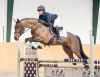 Foto: Katalog Nr. 7 Champus Girl 4 j. Stute von Conen x Dimaggio - Fotograf: Thomas Ix