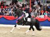 Foto: VTV-Dressurhengst Total Hope OLD unter Isabel Freese - Fotograf: OLD-Art