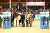 Foto: Graf von Lindemau-Halle - internationaler Sport wie hier mit dem Sieger im Weltranglistenspringen, Hannes Ahlmann und Tokyo, wird mit der Körung in Brandenburg-Anhalt für das DSP - Deutsches Sportpferd, gemeinsam veranstaltet - Fotograf: B. Placzek