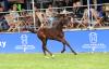 Foto: Ein Holsteiner Fohlen aus Dänemark, das in deutschen Besitz wechselte: Unique v. Uricas v/d Kattevennen kostete 16.500 Euro bei der Derby-Auktion - Fotograf: Janne Bugtrup