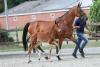 Foto: Katalognummer: 22 Hans Albers Z v. Heartbreaker - Chacco-Blue - Andiamo