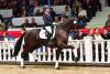 Foto: Die wunderschöne Up to Date v. San Amour I - De Niro tanzte zur gefeierten Preisspitze der 91. Herbst Elite-Auktion - Fotograf: Gr. Feldhaus