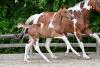 Foto: Valour van het Audgoed (Emerald/ Best Man Z/ Heartbreaker)