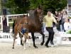 Foto: Veuve Clicquot v. Valdiviani/Sir Donnerhall - Fotograf: Hannoveraner Verband/Recki