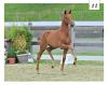 Foto: Victoria Woods v. Vivaldos - Bretton Woods - Sir Donnerhall I - Fotograf: © OLD-Art