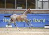 Foto: Stutfohlen von Vingino x Cornet’s Stern von Sabine Zitzelsberger - Fotograf: Hubert Fischer