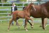 Foto: Katalognummer 1, Hengstfohlen von Viva Gold x Don Diamond - Fotograf: Pferdezuchtverband Baden-Württemberg