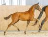 Foto: Der bewegungsstarke Viva Vivaldi v. Vitalis - Sir Donnerhall I - Filigran - Fotograf: Selmke