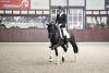 Foto: Frascino unter Lukas Fischer - Fotograf: Equitaris/Sabine Wegener