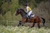 Foto: Michael Jung/fischerChipmunk FRH - Fotograf: equistock.de/Waldenmaier