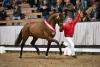 Foto: Siegerhengst Nr 13 v. Escolar/Apache - Fotograf: Reckimedia