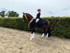 Foto: Westfalen-Champion der 3 jährigen Hengste - Fotograf: Westfalenpferde