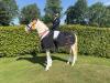 Foto: Westfalen-Champion der fünfjährigen Dressurponys - Gold Garant v. Golden Grey NRW - Fotograf: Westfalenpferde