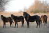 Foto: Wilde Pferde im Donaudelta - Fotograf: VIER PFOTEN Christian Nistor