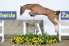 Foto: Wingman van de Pitsemburg - Fotograf: www.Paardenfotograf.be