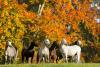Foto: Wunderschöne Herbststimmung auf den Marbacher Weiden - Fotograf: Archiv Boiselle