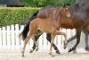 Foto: Beliebteste Offerte Nummer 1 Zauber v. Zauberlehrling PS - Fotograf: Reckimedia