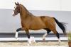 Foto: Beliebtester Youngster mit dressurbetontem Pedigree: Nr. 21 Zirocco v. Zoom - Fotograf: Reckimedia