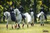 Foto: Ein Höhepunkt der Marbacher Hengstparaden 2024: die „weißen Perlen“, Original-Lipizzaner aus dem slowenischen Staatsgestüt Lipica - Fotograf: Archiv Boiselle