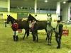 Foto: Stakki´s Jumper mit Jörne Sprehe, Solero mit Kristina Bröring-Sprehe und Salvatore mit Tanja Sprehe - dreimal Stakkato Gold
