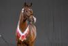 Foto: Beliebtestes Reitpony des Nachmittags war mit der Kopfnummer 1 ein Sohn des Neverland WE. Gemeinsam mit vier weiteren Ponys reist er zur Bachinger Stables GmbH nach Österreich - Fotograf: Reckimedia