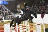 Foto: Springtalent DONAUABEND/T. wird präsentiert beim Züchtertreff am 20. Mai um 13 Uhr in der neuen Reithalle des Gestütshofs Offenhausen - Fotograf: Max Schreiner