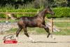 Foto: Real Deal vd Kalevallei von Emerald x Chin Chin abstammend - Fotograf: HorseSales.Auction