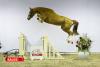 Foto: Kat.-Nr. 14 Olympia RV Z, verkauft für 42.000€ - Fotograf: HorseSales.Auction