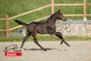 Foto: Carthina RV Z, the auction highlight - Fotograf: HorseSales.Auction