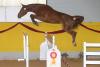 Foto: A Grace Lady (Champion der Dreijährigen Springpferde wurde A Grace Lady von Colestus aus einer Mutter von Glistan im Besitz von Susanne Leuchter aus Kladruby in der Tschechei mit einer Wertnote von 9,10) - Fotograf: Olav Krenz