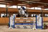 Foto: Der acht Jahre alte Quiwi Capitol mit Philipp Schulze, inzwischen längst in der internationalen Youngster-Tour platziert, gehört zu den jüngeren Hengsten der Station Maas J. Hell - Fotograf: Equitaris/ Becker