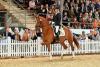 Foto: Die Preisspitze der Reitpferde-Herbstauktion stammt von Borsalino ab und heißt Bellissima - Fotograf: U. Beelitz