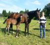 Foto: Foto: Jungzüchterin Emilie von Depka Prondzinski präsentiert das Charity-Fohlen Belepsch's Zauberlehrling v. Belissario-Sandro Hit-Donnerhall. - Fotograf: Privat