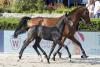 Foto: Teuerstes Fohlen der Global Jumping Fohlen Auktion war ein Hengstfohlen von Cornet Obolensky aus einer Nabab de Reve-Mutter - Fotograf: Thomas Hellmann